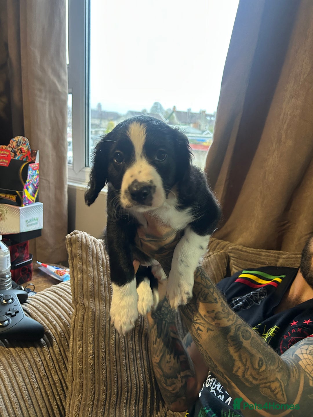 Mixed Breed dogs for sale: Borderliers  - Image 8