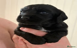 Cocker Spaniel dogs for sale: KC Working cocker spaniel puppies  - Image 2