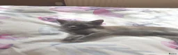 Ragdoll cats for sale: Ragdoll x tortoise shell - Advert 21