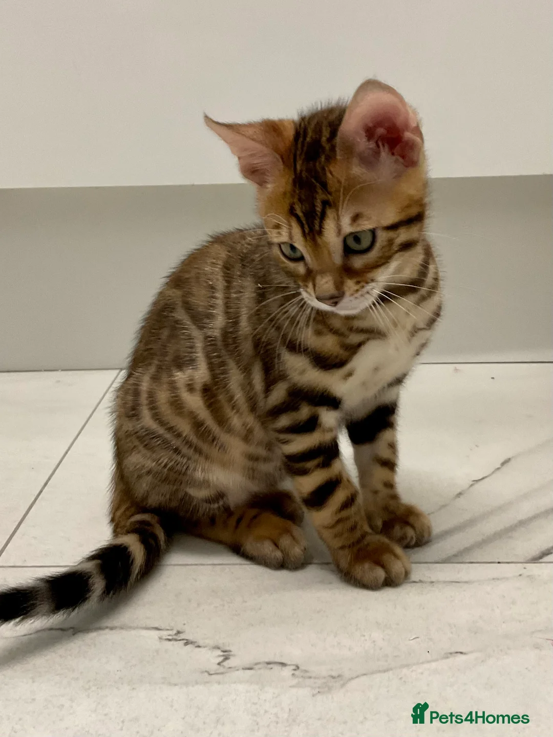 Bengal cats for sale: 🔥🏆Bengal Rossetted Tica Pedigree Leapords🏆🔥 - Advert 13