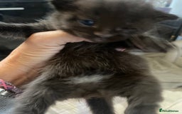 Domestic Shorthair cats for sale: Beautiful kittens  - Image 9