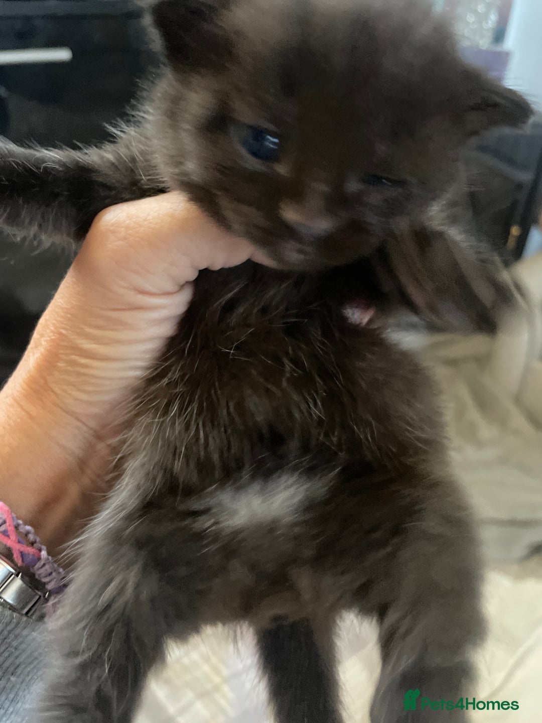 Domestic Shorthair cats for sale: Beautiful kittens  - Image 9
