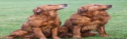 Golden Retriever dogs for sale: 0/0 H&E Exceptional Working GR Male – Diesel -  - Advert 5