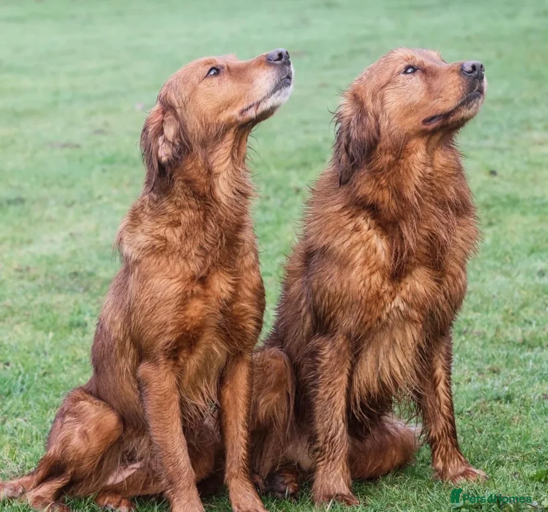 Golden Retriever dogs for sale: 0/0 H&E Exceptional Working GR Male – Diesel -  - Advert 5
