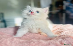 Ragdoll cats for sale: DNA Tested Charming Ragdoll Kittens - Advert 6