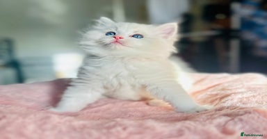 Ragdoll cats DNA Tested Charming Ragdoll Kittens - Advert 15