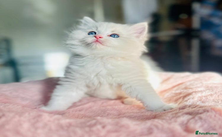 Ragdoll cats DNA Tested Charming Ragdoll Kittens - Advert 7