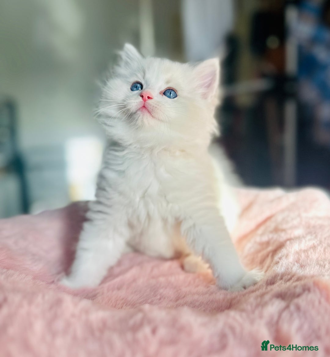 Ragdoll cats for sale: DNA Tested Charming Ragdoll Kittens - Advert 6