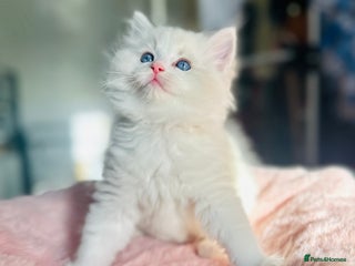 Ragdoll cats DNA Tested Charming Ragdoll Kittens - Advert 17