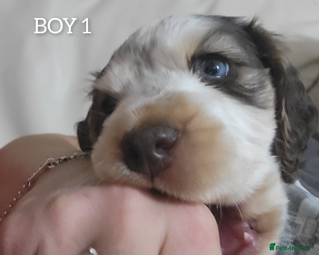 Cocker Spaniel dogs for sale: Blue Roan Tan-Sable Cocker Spaniel– KC bloodline - Image 13