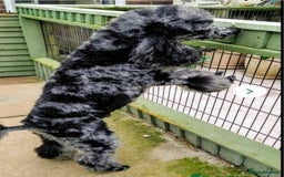 Sproodle dogs for sale: Gorgeous f1b sproodle pups, dna tests. - Image 13
