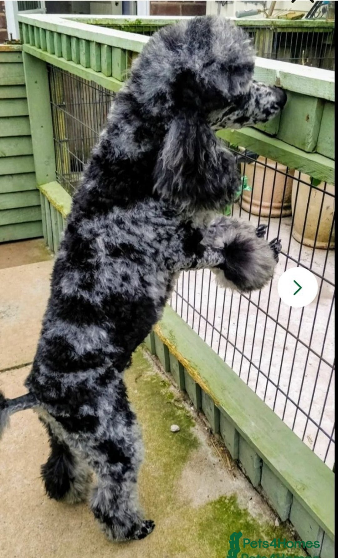 Sproodle dogs for sale: Gorgeous f1b sproodle pups, dna tests. - Image 13