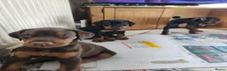 Dobermann dogs for sale: Adorable Doberman puppies  - Advert 15