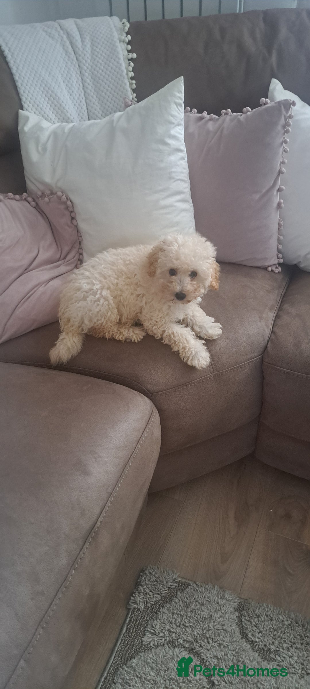 Toy Poodle dogs for sale: Toy male poodle - Advert 3