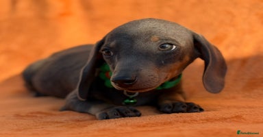 Miniature Dachshund dogs - Advert 12