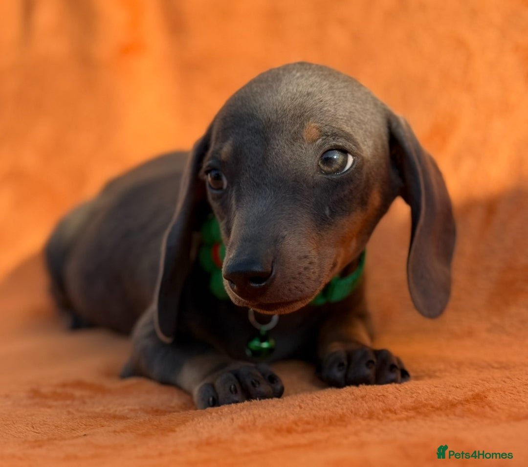 Miniature Dachshund dogs for sale: KC Reg Miniature Dachshund Puppies  - Image 3