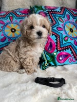 Maltipoo dogs - Advert 1