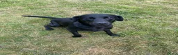 Labrador Retriever dogs for sale: Thistlecrack Gundogs gorgeous KC reg lab pups - Advert 2