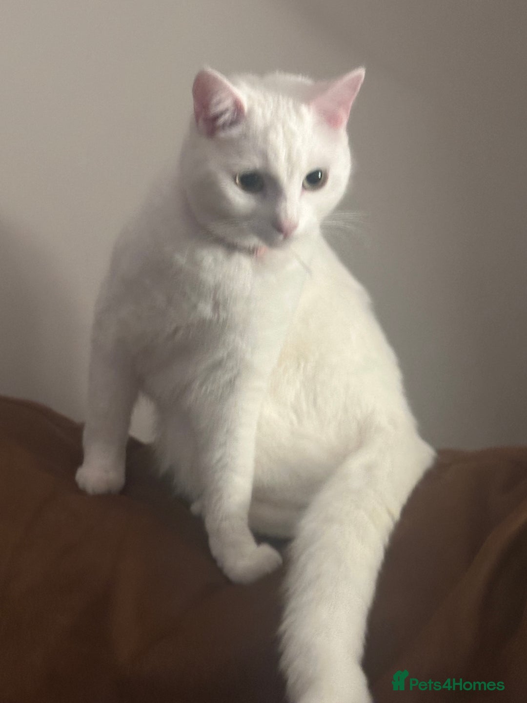 Mixed Breed cats for sale: 2 white female cats - Advert 7