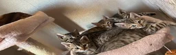 Bengal cats for sale: Bengals  in London - Advert 14