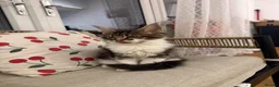 Maine Coon cats for sale: Beautiful Maine Coon Kitten - Advert 4