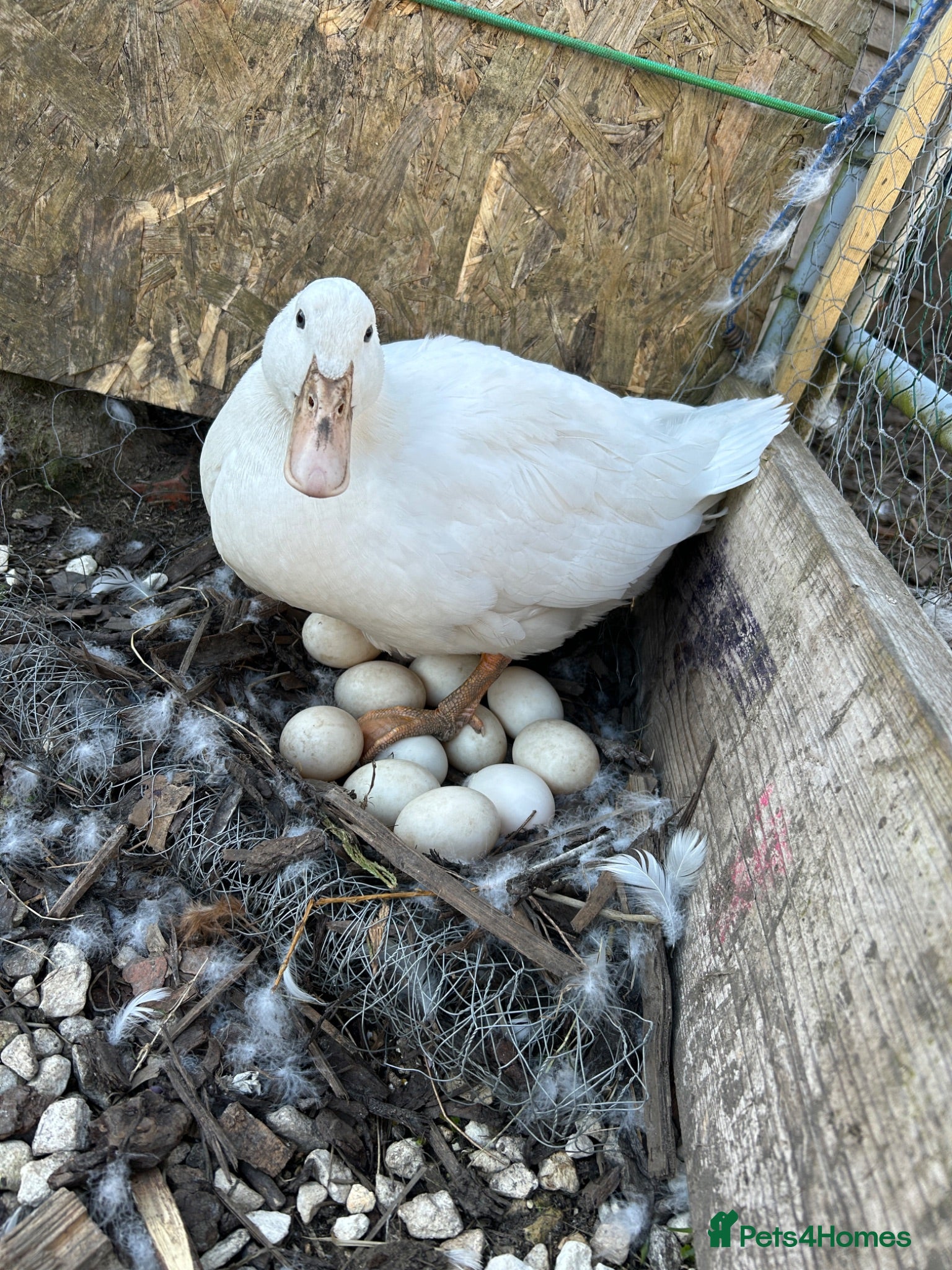 Ducks poultry Fertilised Duck Eggs - ready to grow - Advert 1