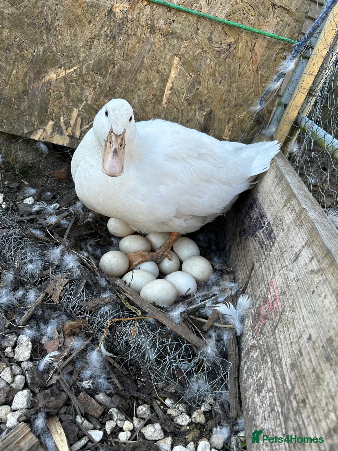 Ducks poultry for sale: Fertilised Duck Eggs - ready to grow in Accrington - Advert 1