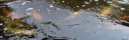 Koi Carp fish for sale: Established Pond Clearance 11 Mixed Koi & Goldfish in Margate - Advert 5
