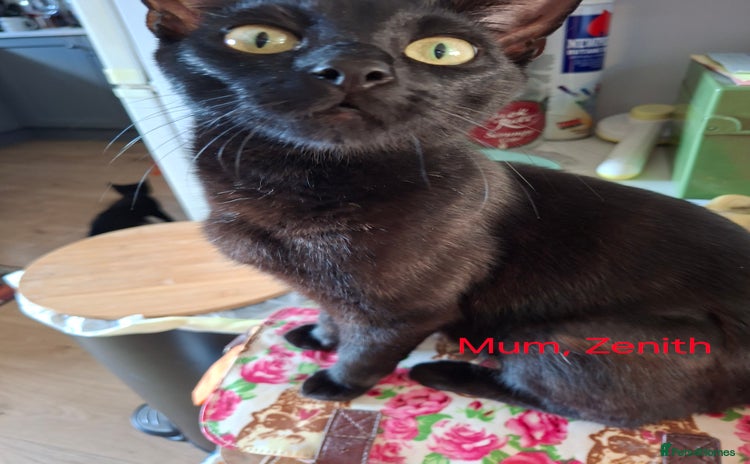 Mixed Breed cats - Advert 1