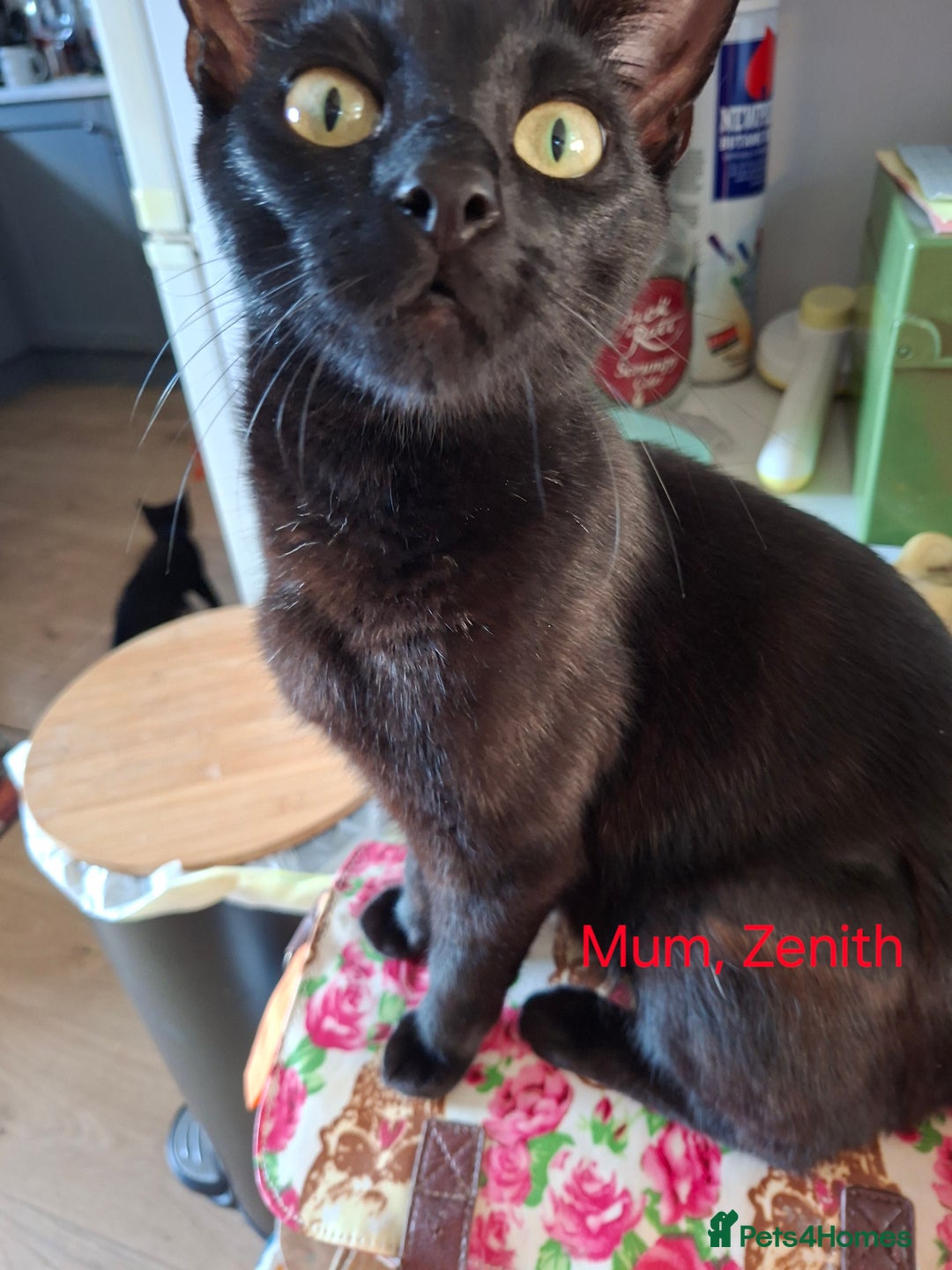 Mixed Breed cats for sale: Calling all witches and black cat lovers! - Image 10