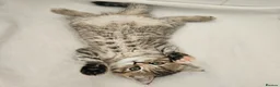 Scottish Fold cats for sale: Adorable Scottish Fold Straight Ear Tabby Kittens  - Advert 32