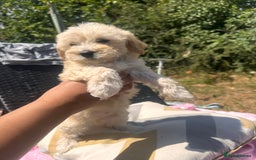 Maltipoo dogs for sale: Toy f1 maltipoos health tested champagne coloured  - Image 15