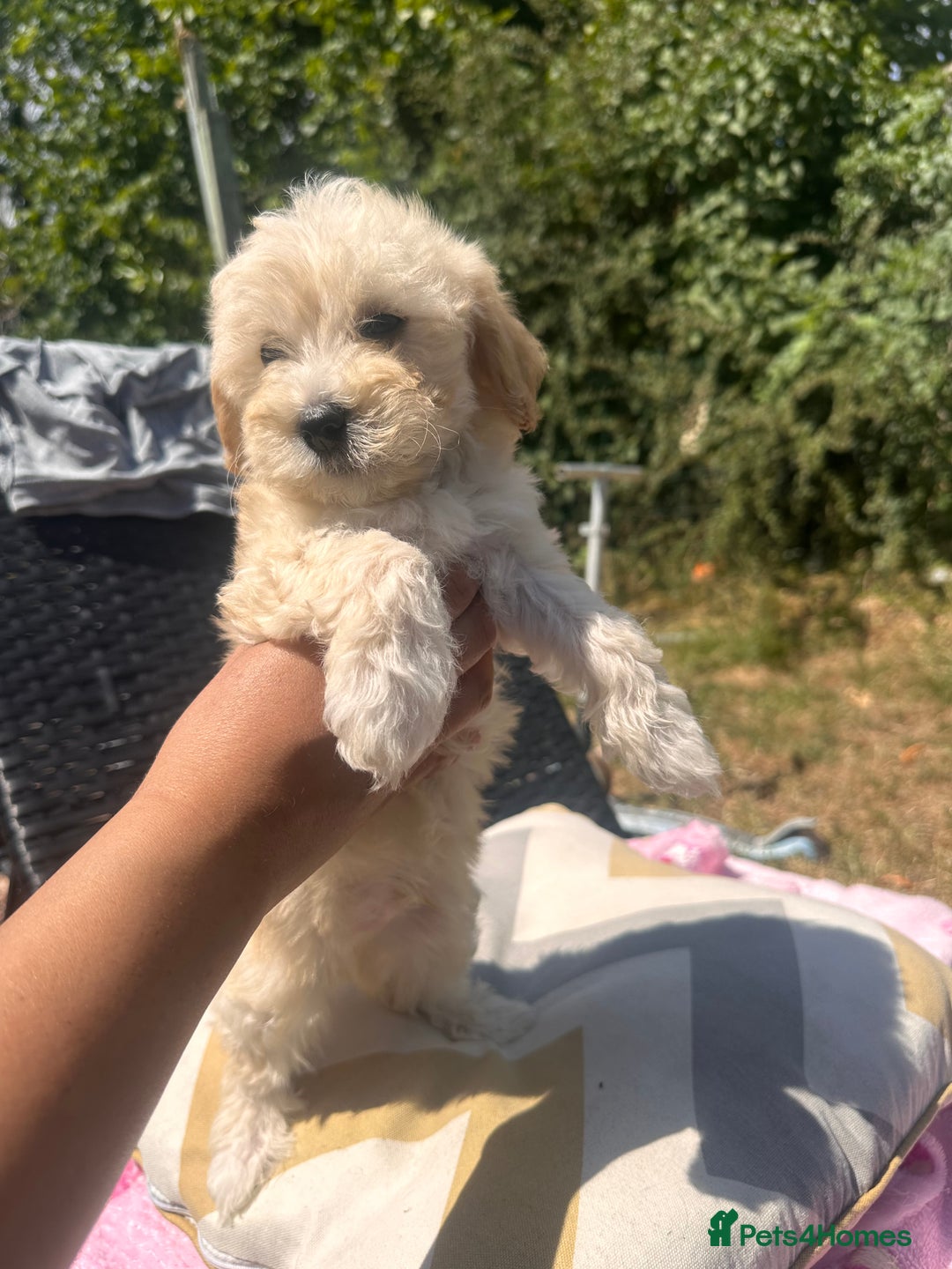 Maltipoo dogs for sale: Toy f1 maltipoos health tested champagne coloured  - Image 15
