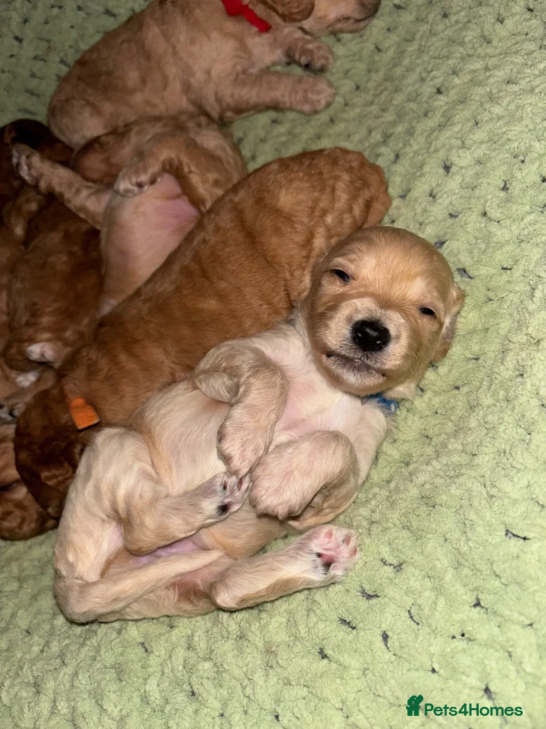 Cockapoo dogs for sale: Last Boy available 29th Nov - Advert 5