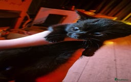 Mixed Breed cats for sale: Kittens for sale - Image 5