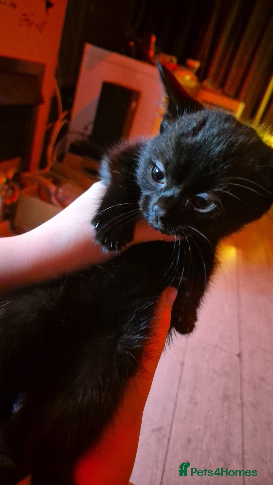 Mixed Breed cats for sale: Kittens for sale - Image 5