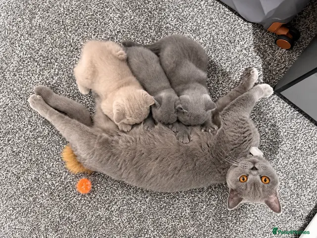 British Shorthair cats Beautiful British Shorthair Kittens - Advert 12
