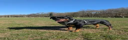 Rottweiler dogs for sale: 3yo Male Rottweiler - Experienced Home Needed - Advert 3