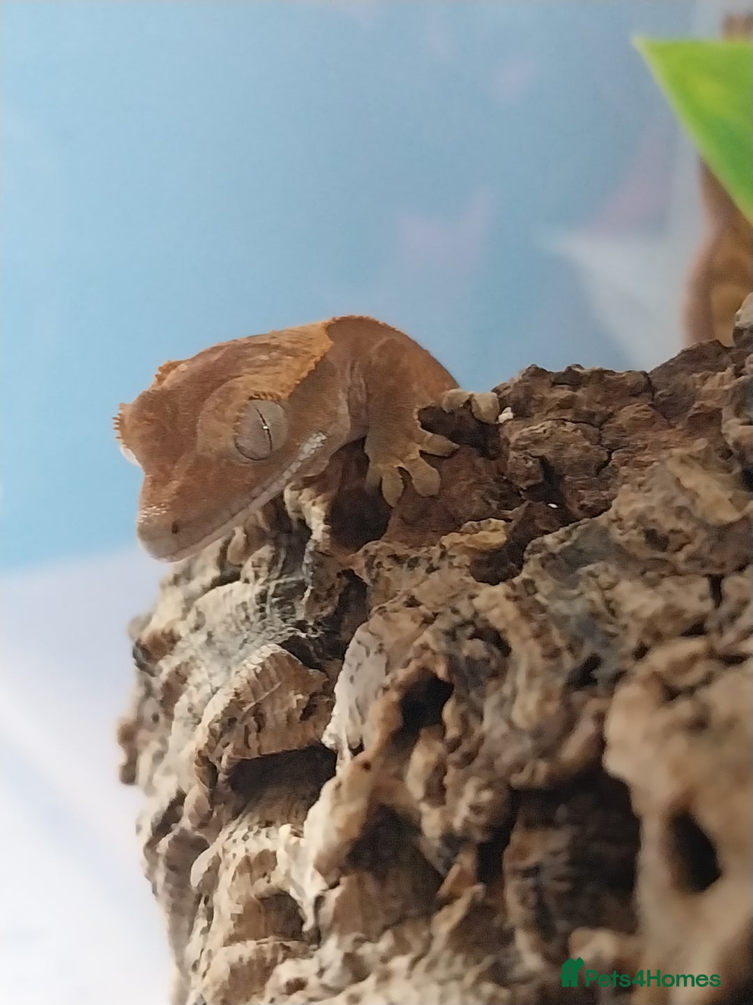 Gecko reptiles for sale: Baby crested geckos  in Doncaster - Image 9