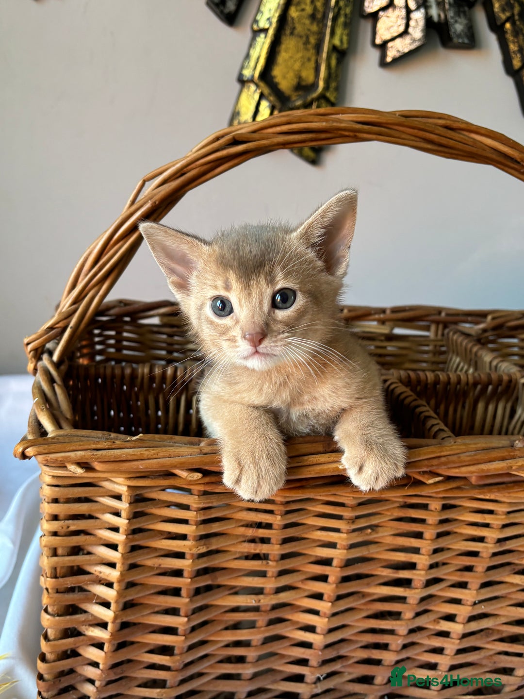 Abyssinian cats for sale: Pure pedigree Tica registered Abyssinian kittens  - Image 7