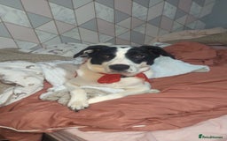 Mixed Breed dogs for sale: Roman - Image 2