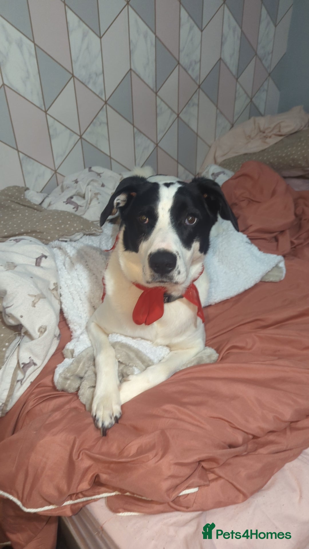Mixed Breed dogs for sale: Roman - Image 2