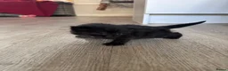 Mixed Breed cats for sale: Half British short hair kittens  - Advert 6