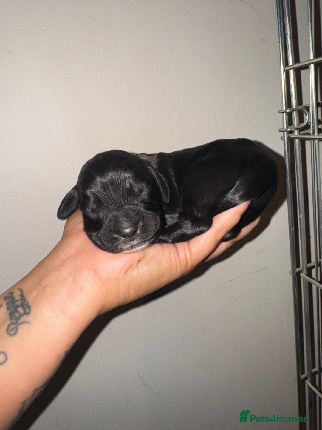 Cocker Spaniel dogs for sale: 3 Red girls looking for home  - Image 9