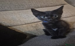 Mixed Breed cats for sale: Adorable black kittens for sale  - Image 14