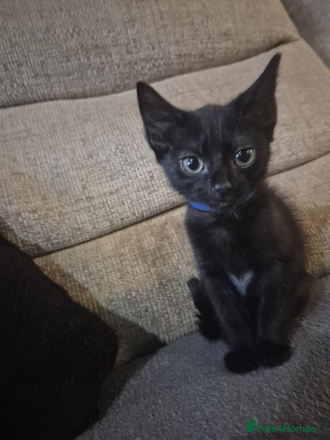 Mixed Breed cats for sale: Adorable black kittens for sale  - Image 14