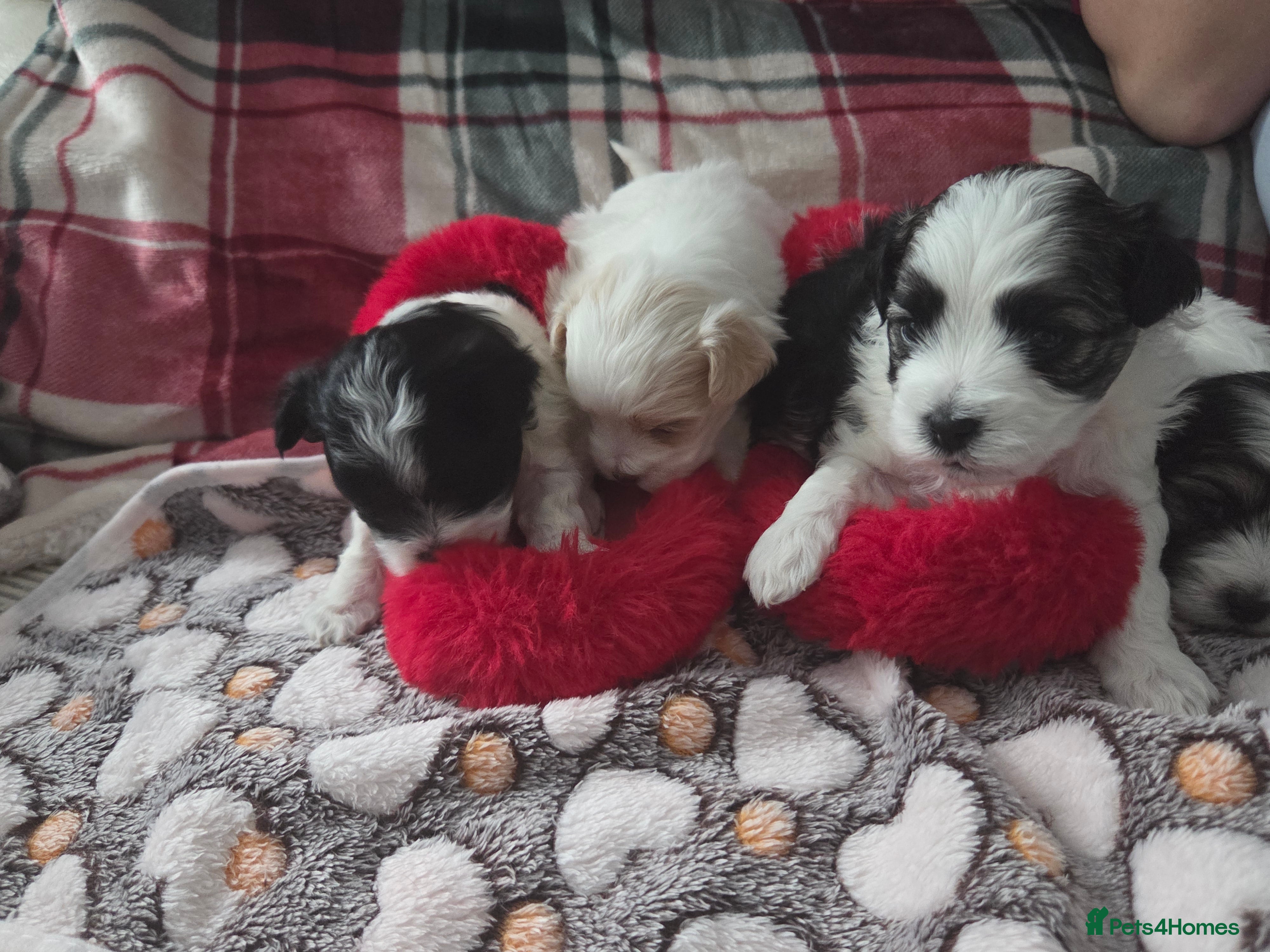 Maltese dogs 3 boys 1 girl x maltese puppies - Advert 18