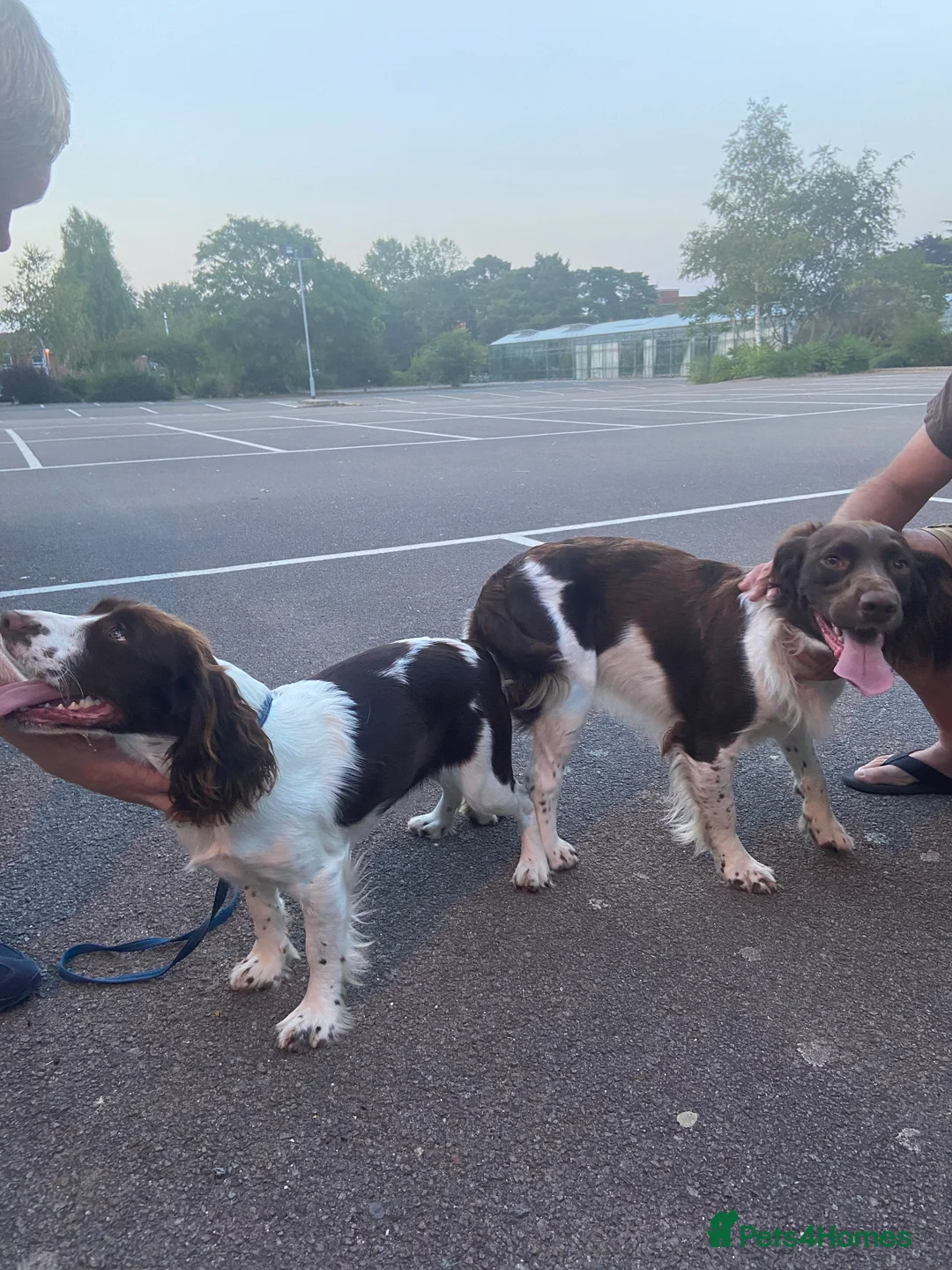 English Springer Spaniel dogs for stud: Working English Springer Spaniel Stud Health Test in Chelmsford - Advert 24