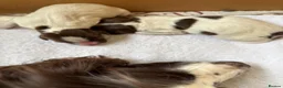 English Springer Spaniel dogs for sale: Springer spaniel puppies  - Advert 5