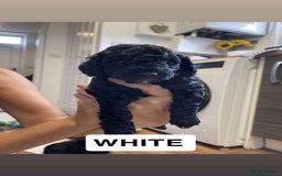 Cockapoo dogs for sale: Beautiful F1B Cockerpoos🐶 - Image 16